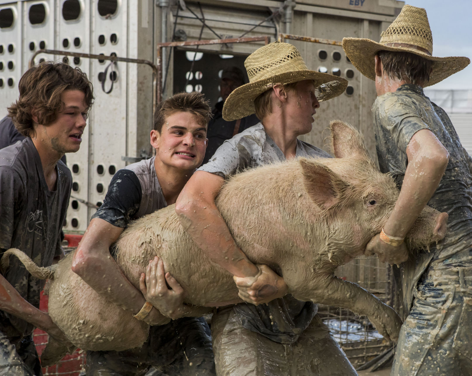 Pig wrestling